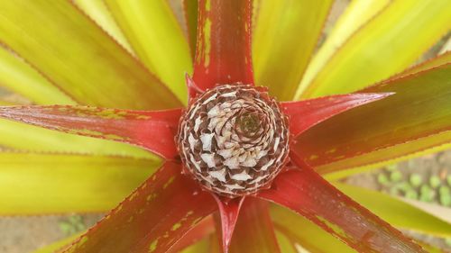 Extreme close up of flower