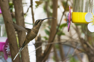 Close-up of bird perching on feeder