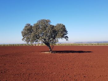 Tree on field against clear blue sky