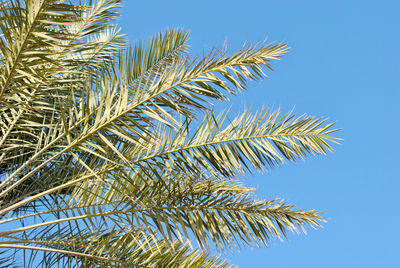 Low angle view of palm tree against clear blue sky