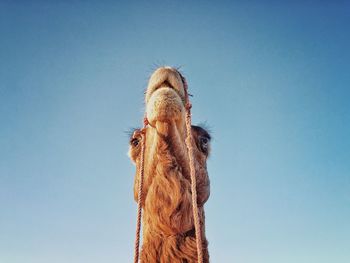 Low angle view of camel against clear blue sky