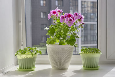 Close-up of potted plant on table