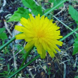 Close-up of yellow flower