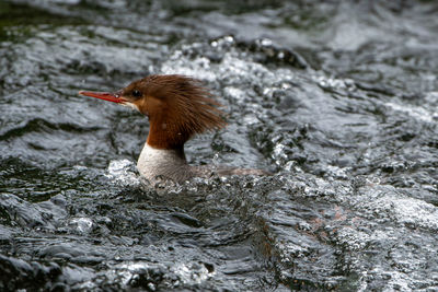 High angle view of bird in water
