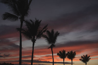 Silhouette of palm trees on beach