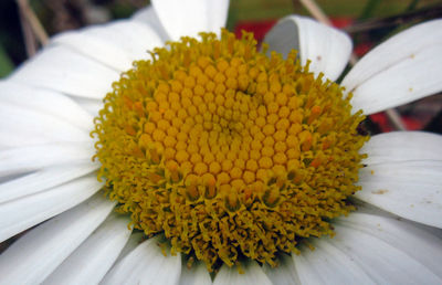 Close-up of yellow flower