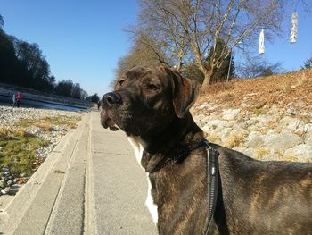 Close-up of dog against trees