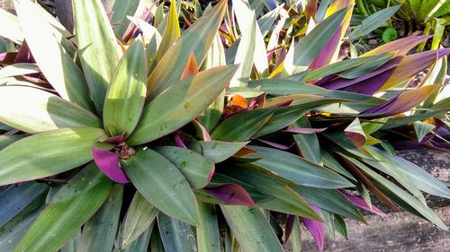 Close-up of fresh green plant