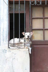 Portrait of dog by window