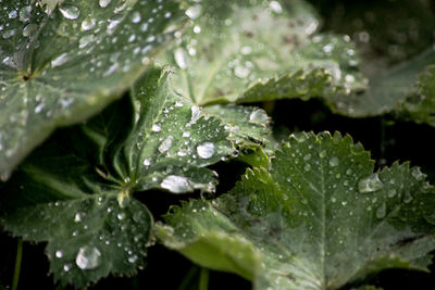 Close-up of wet plants
