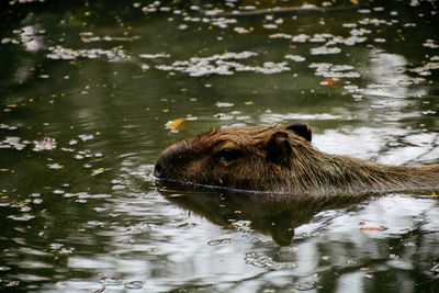 Dog swimming in lake