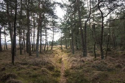 Trees growing in forest