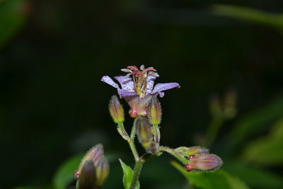 Close-up of flower buds