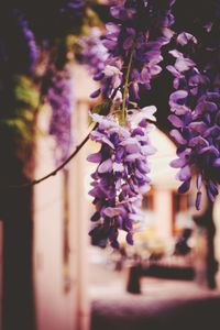 Close-up of purple flowering plants