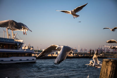 Seagulls flying over sea against sky