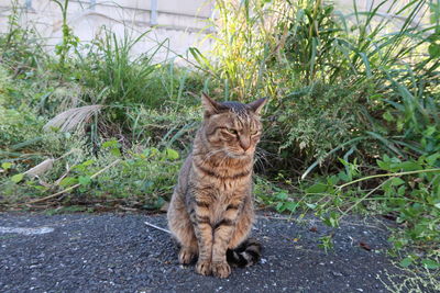 Portrait of cat sitting on grass