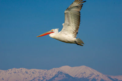 Side view of pelican flying against blue sky