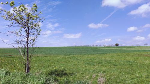 Scenic view of agricultural field against sky