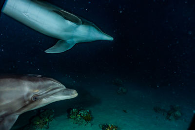 Dolphins swimming in the red sea, eilat israel a.e