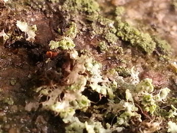 Close-up of plant growing on rock