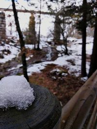 Close-up of snow on tree