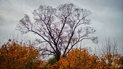 Tree against sky during autumn