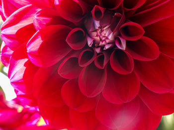 Close-up of red dahlia