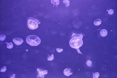 Close-up of jellyfish against blue background