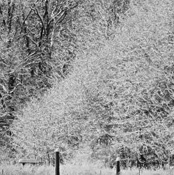 Bare trees in water