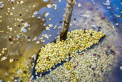 High angle view of wet leaves on water