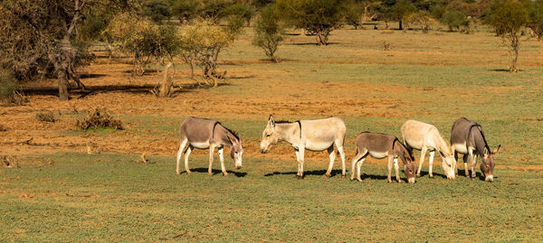 Donkey family of five in mauritania savannah