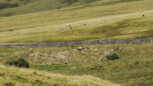 Scenic view of farm