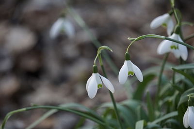 Close-up of white flowering plant