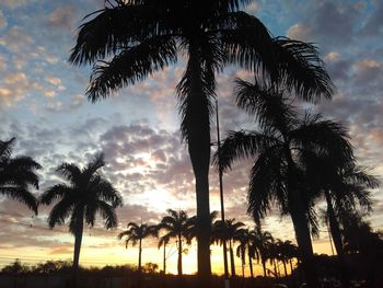 Low angle view of palm trees against cloudy sky