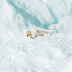 High angle view of animal resting on snow covered landscape