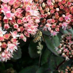 Close-up of pink flowers