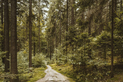 Trees in forest