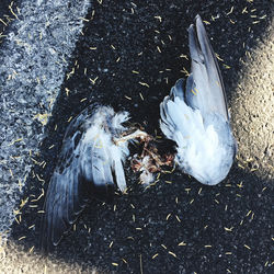 High angle view of fish in water