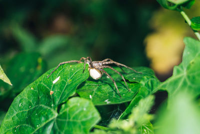 Close-up of insect on leaf