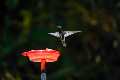 Close-up of red bird flying against blurred background