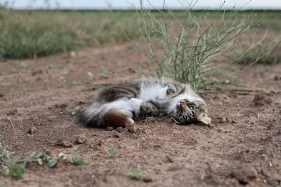 Cat lying on field