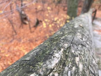 Close-up of tree trunk