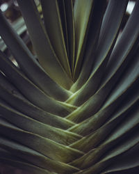 Full frame shot of succulent plant