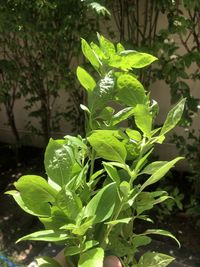Close-up of fresh green plant in field