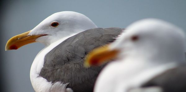 Close-up of seagulls