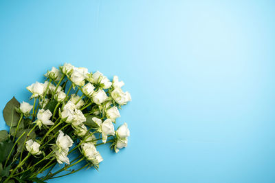 White flowering plant against blue sky