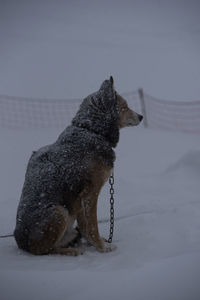 Dog on snow covered land