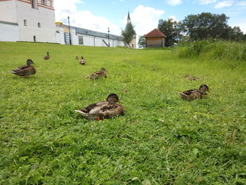 Ducks on grassy field