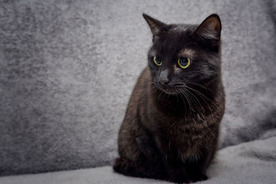 Portrait of black cat sitting on floor