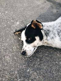 High angle view of dog